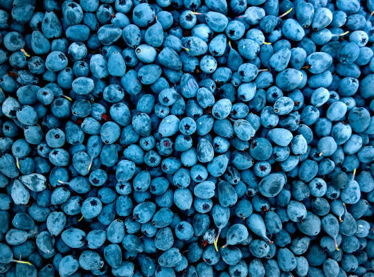 Blueberries